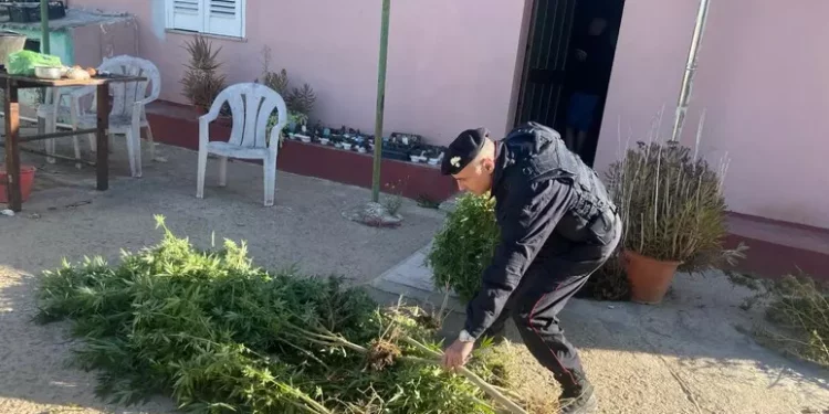 Scoperta una piantagione di marijuana a Sestu, arrestato 38enne
