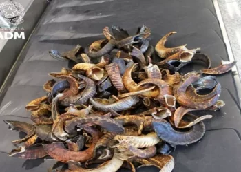 Sequestrati 12 chili corna di montone nell’aeroporto Cagliari