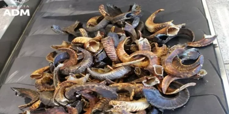 Sequestrati 12 chili corna di montone nell’aeroporto Cagliari