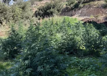 Sequestrati 300 chili di marijuana nelle campagne di Orgosolo