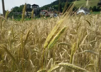 Arriva il servizio civile agricolo per mille giovani