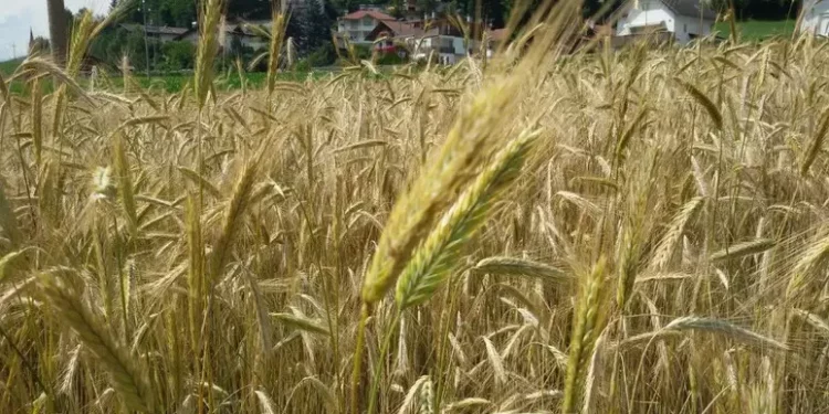 Arriva il servizio civile agricolo per mille giovani