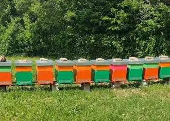 Sos apicoltori alla Regione, senza aiuti settore in crisi