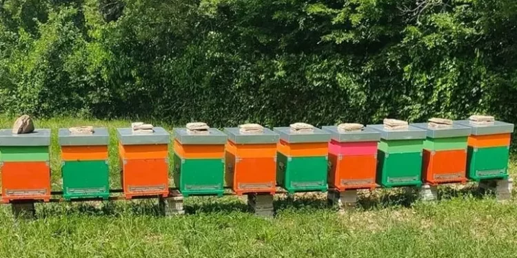 Sos apicoltori alla Regione, senza aiuti settore in crisi