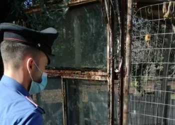 Cani malnutriti e in gabbia, denunciati due pensionati
