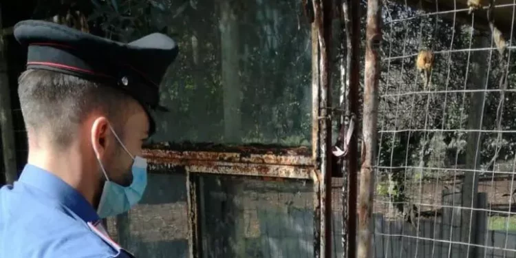 Cani malnutriti e in gabbia, denunciati due pensionati