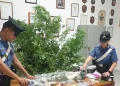 In casa droga e piante di marijuana, arrestato un 33enne