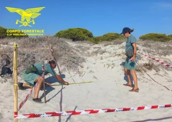 Scoperto nido di Caretta Caretta a Budoni, attesa per la schiusa