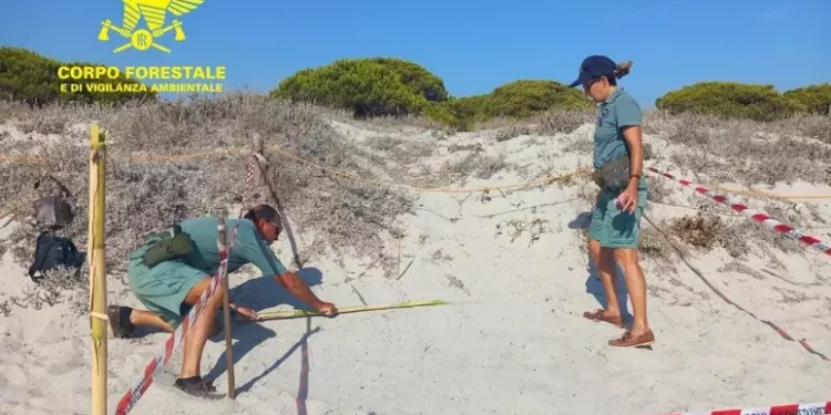 Scoperto nido di Caretta Caretta a Budoni, attesa per la schiusa