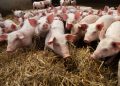 Stop restrizioni su carne suina, Giagoni: “Risultato importante”