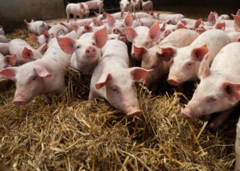 Stop restrizioni su carne suina, Giagoni: “Risultato importante”