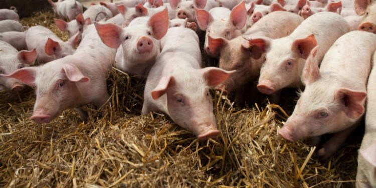 Stop restrizioni su carne suina, Giagoni: “Risultato importante”