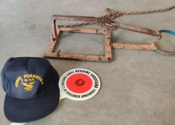 Daino finito in trappola dei bracconieri salvato dai forestali