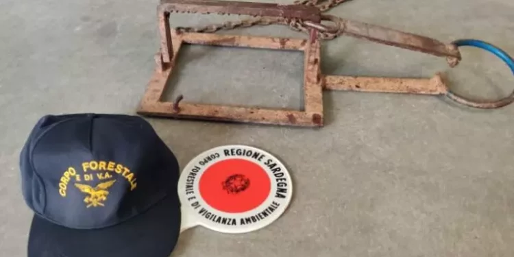 Daino finito in trappola dei bracconieri salvato dai forestali