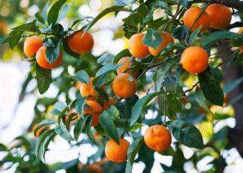 Assemini, manifestazione di interesse assegnazione temporanea raccolta dei frutti pendenti