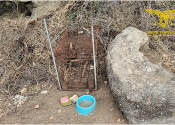 Tortolì, scoperta e sequestrata una gabbia per la cattura di carnivori
