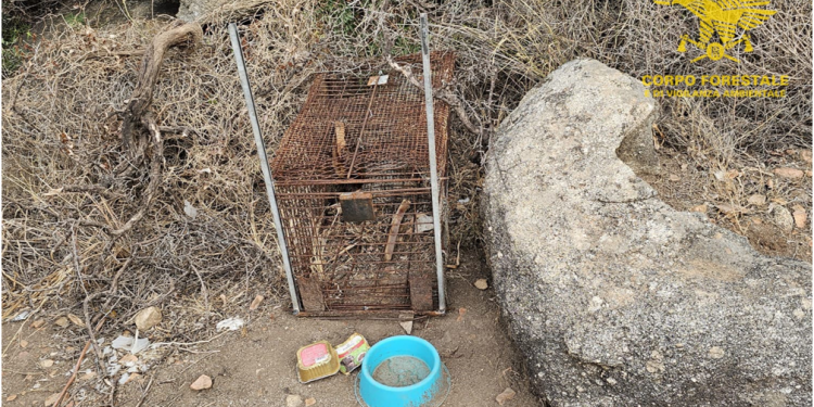 Tortolì, scoperta e sequestrata una gabbia per la cattura di carnivori