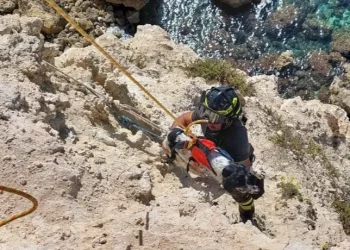 Cane precipita a Cabras: salvato dai Vigili del fuoco