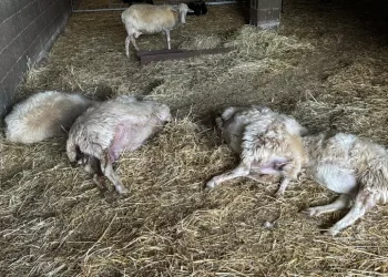 Lingua Blu, Movimento pastori pronto alla protesta a Cagliari