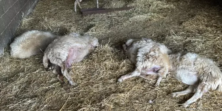 Lingua Blu, Movimento pastori pronto alla protesta a Cagliari