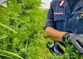 Piantagione di marijuana da 1mln di euro sequestrata a Borore