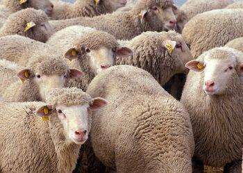 Dal 17 al 20 Settembre 2024 all’Università di Sassari, il XXV Congresso della società italiana di patologia e di allevamento degli ovini e dei caprini