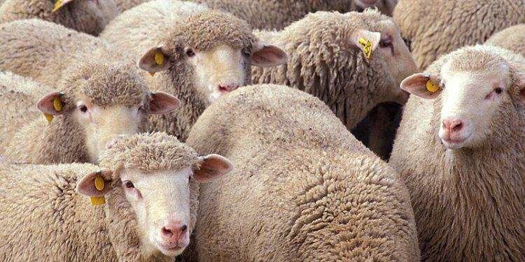 Dal 17 al 20 Settembre 2024 all’Università di Sassari, il XXV Congresso della società italiana di patologia e di allevamento degli ovini e dei caprini