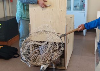 Castelsardo, il Corpo Forestale soccorre un grifone in difficoltà