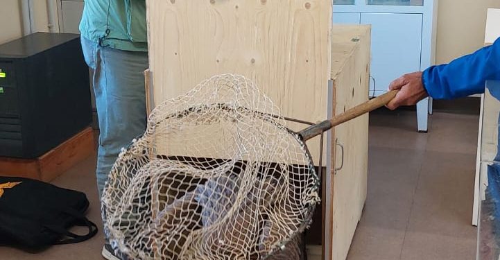 Castelsardo, il Corpo Forestale soccorre un grifone in difficoltà