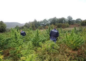 Altre due piantagioni di marijuana sequestrate nel Nuorese