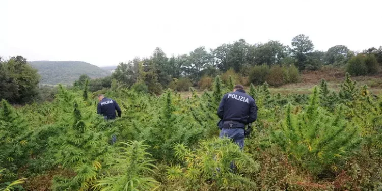 Altre due piantagioni di marijuana sequestrate nel Nuorese