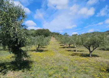 Cala il numero delle imprese isolane ma tiene il nord Sardegna