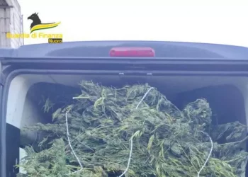 Laboratorio con una tonnellata e mezzo di marijuana nel Nuorese