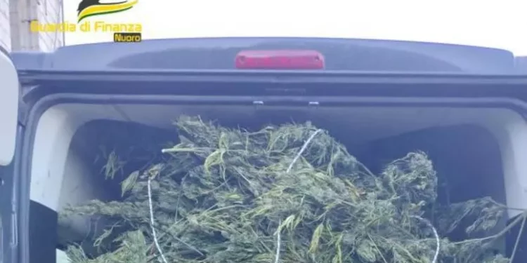 Laboratorio con una tonnellata e mezzo di marijuana nel Nuorese