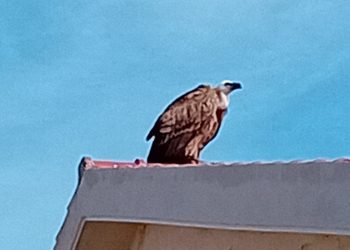 Riprende il volo il grifone in difficoltà dopo il rilascio