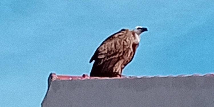 Riprende il volo il grifone in difficoltà dopo il rilascio