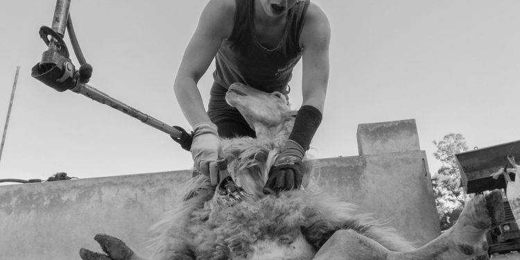 Edizioni Abbà pubblica “Tundhimentas” di Francesco Pintore, un libro fotografico sulla tosatura delle pecore