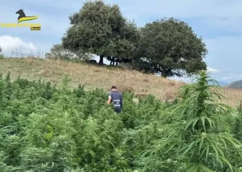 Maxi piantagioni di marijuana sequestrate dalla Gdf nel Nuorese