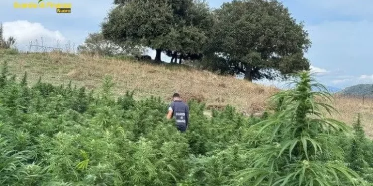 Maxi piantagioni di marijuana sequestrate dalla Gdf nel Nuorese