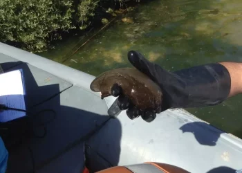 Moria di pesci nella laguna del Calich, si muove l’Arpas