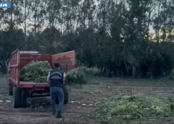 Polizia sequestra 2000 piante di marijuana, un arresto