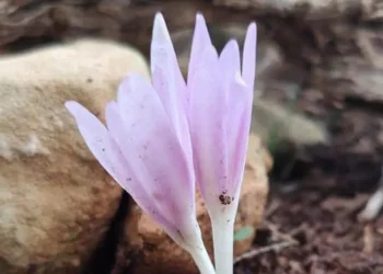 Scoperte a Porto Conte due nuove specie erbacee molto rare