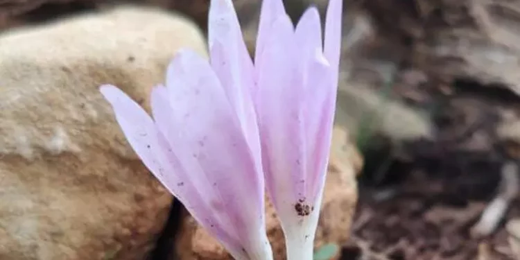 Scoperte a Porto Conte due nuove specie erbacee molto rare