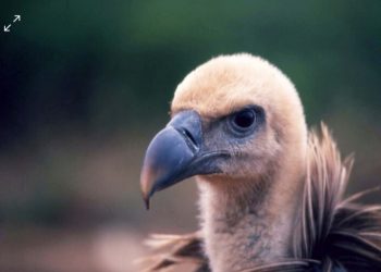 Altri 22 grifoni riassaporano la libertà nel sud Sardegna