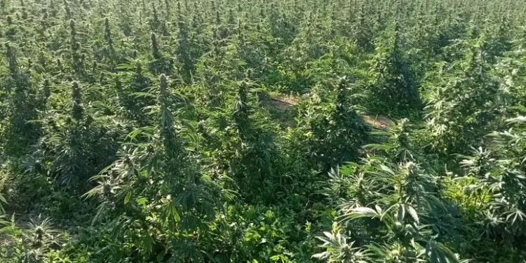 Tre tonnellate di marijuana sequestrate nelle campagne di Nuoro