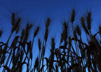 Agenzia Entrate, al via il credito di imposta per il sud