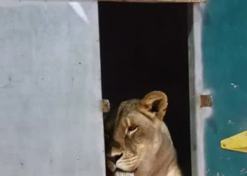 Animali maltrattati al circo Martin, condanna definitiva