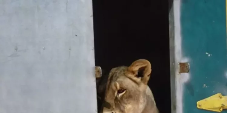 Animali maltrattati al circo Martin, condanna definitiva