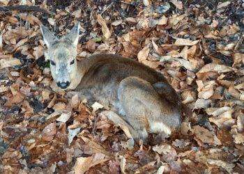 Il Tar sospende la caccia in tutto il Piemonte