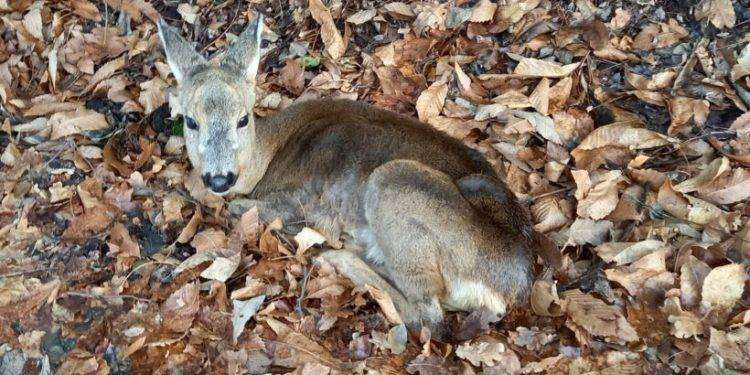 Il Tar sospende la caccia in tutto il Piemonte